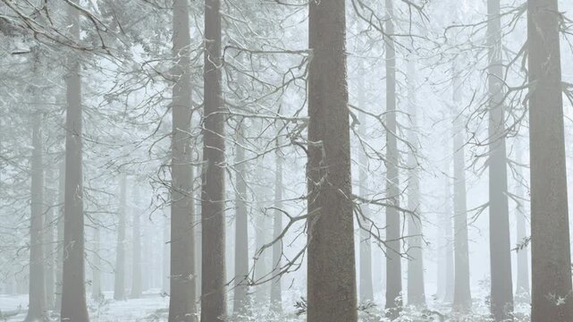 The scene shows a forest with tall trees covered in snow. Fog makes it hard to see through the trees. It seems to be winter. Snow is on the ground and branches.