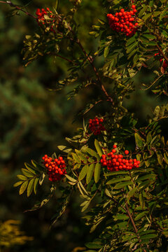 Ripe red rowan berries on a branch in autumn forest