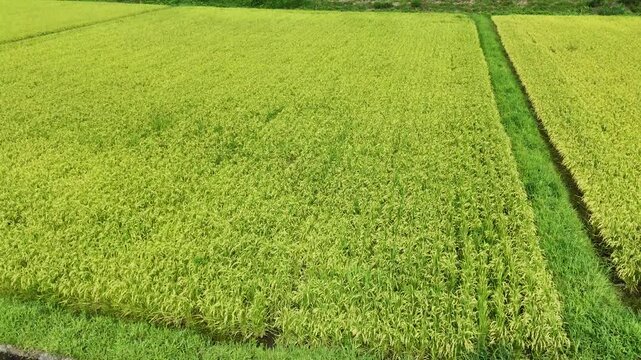 Golden rice fields stretch beneath clear skies. Rows of crops sway gently in calm breeze. Green drainage ditches run between fertile plots. Sunlight glows warmly over tranquil farmland