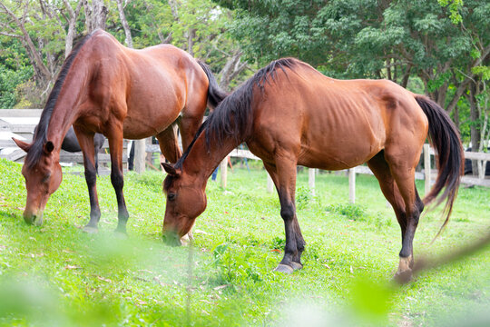 Horses grazing in the field.