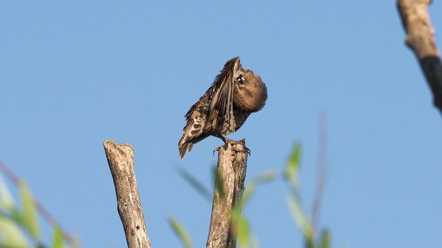 Juvenile common starling (Sturnus vulgaris) grooming its feathers while perched on a tree branch