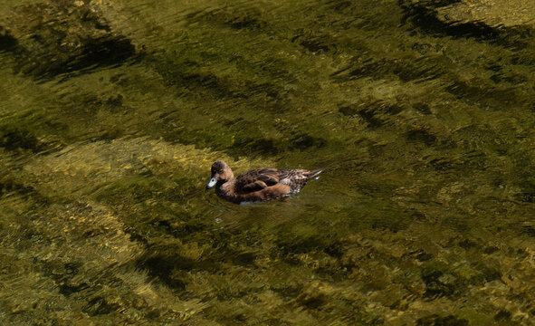 Eurasian Wigeon, North Iceland