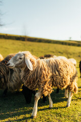 Sheep grazing in a green countryside field, rural livestock farming © Максим Ірха