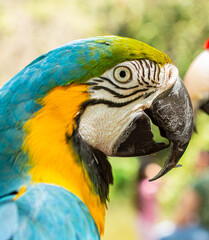 Naklejka premium Blue and Yellow Macaw Perched on a Tree Branch