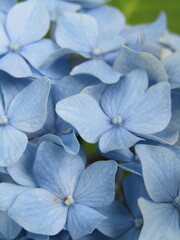 Light Blue Hydrangea flowers with deep ridges © 2ytira13