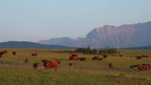 Cattle herd feed on green grass in mountain pasture field. Peaceful rural livestock scene in nature landscape. Ideal for agriculture and travel concepts