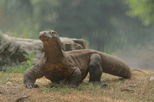 A view of a komodo dragon observing its surroundings in the morning