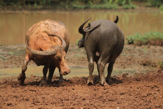 A pair of albino water buffaloes can be seen standing in the muddy ground during the day