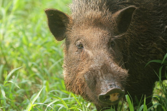 A wild boar is seen gazing ahead curiously
