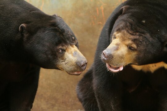 A pair of sun bears can be seen gazing at each other