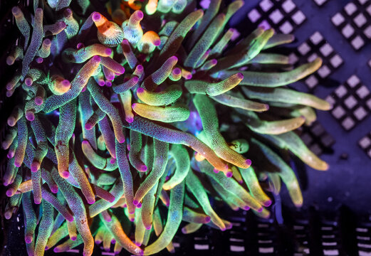 Vibrant Rainbow Bubble Tip Anemone with Fluorescent Tentacles in Reef Aquarium