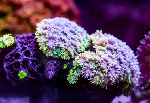 Vibrant Kaleidoscope Goniopora Flowerpot Coral Polyp Macro