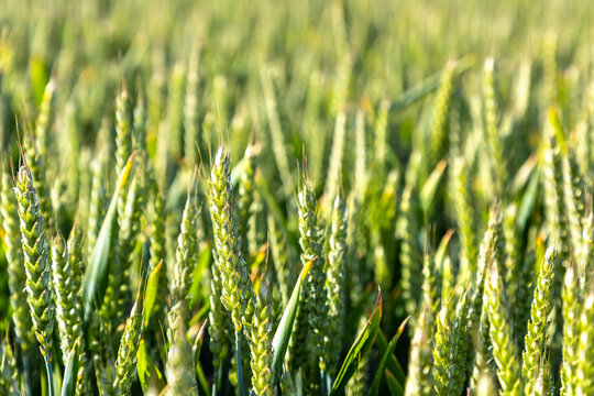 Close Up of Green Wheat Ears Growing in Agricultural farm Field