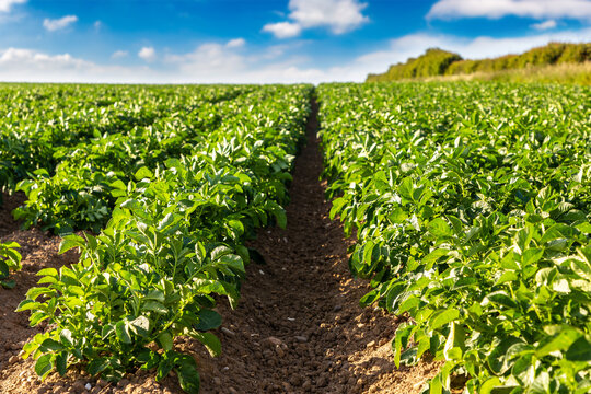 Green Potato Field Rows in farm under Blue Summer Sky