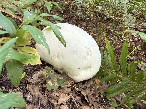 Vesse-de-loup g&eacute;ante, Calvatia gigantea, dans la for&ecirc;t
