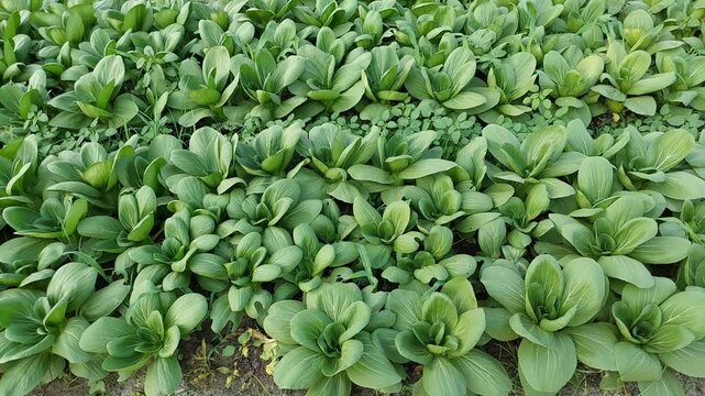 Green Bok Choy Vegetable Growing in Organic Garden, Healthy Bok Choy Plant with Green Leaves in Vegetable Garden