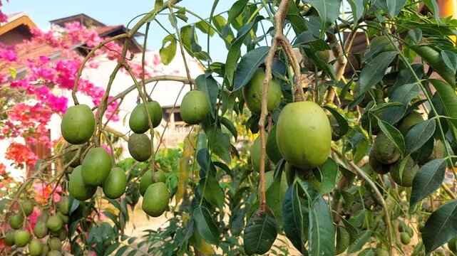 Kedondong Fruit (Spondias dulcis) Hanging from Tree Branch in Tropical Garden, Green Kedondong Fruits Growing Naturally on a Tree Branch
