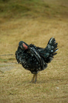 Free-range black chicken with unique white-tipped feathers standing outdoors. Full-body side view profile of a mottled hen walking on light brown grass field during the daytime.