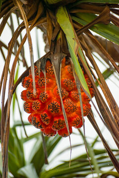 Closeup of a bright orange ripe hala fruit hanging from a wild pandanus tectorius tree. Exotic tropical beach flora and coastal nature background.