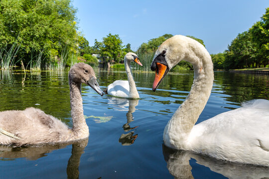 Mute Swan Family Swimming on Peaceful Lake in Summer Park