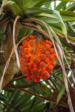 Vibrantly colored thatch screwpine fruit clusters surrounded by dry and green leaves. Isolated detailed shot of exotic flora in the Pacific Islands.