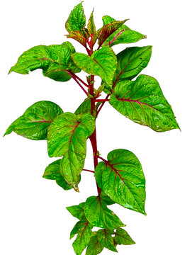 Green leaves isolated