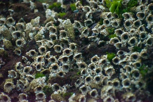 Close-up of honeycomb worms forming a dense colony of sandcastle tubes on rocky coastal surfaces, showcasing a unique marine ecosystem.