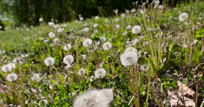 White dandelion on green meadow grass background, ripe fluffy dandelion with seeds grows on a sunny summer field among wild plants, herbal medicine