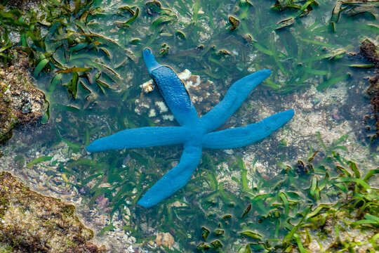 Blue sea star (Linckia laevigata) resting on marine rocks in a shallow tide pool with lush green seagrass, highlighting the beauty of tropical coastal ecosystems.