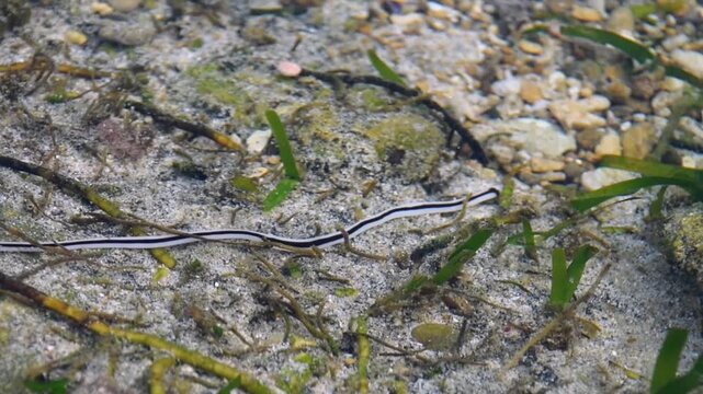 High angle shot of a slender black and white striped ribbon worm crawling across a sandy seabed. Detailed close-up of exotic marine life on an underwater reef shore.