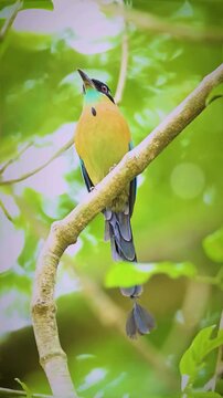 Turquoise-browed Motmot bird perched on a tree branch in a lush tropical forest environment.