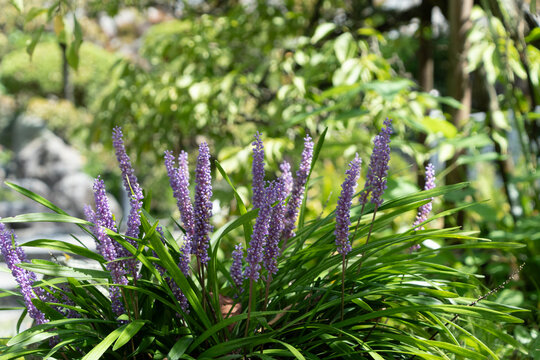 Purple big blue lilyturf flowers blooming with lush green leaves in Japanese garden in autumn