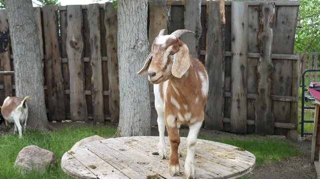 Happy domestic goat Capra circus stand on wooden table in farmyard. Cute farm animal outdoor. Funny pet livestock for rural agriculture and country life
