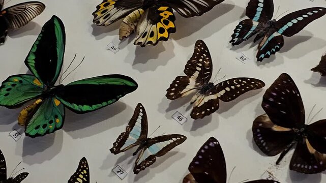 A diverse collection of preserved butterflies displayed in rows, showcasing colorful wings, intricate patterns, species variation, and natural history specimens.