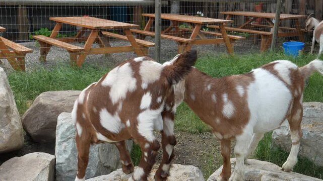Cute brown and white goats Capra aggros circus play, jump, and explore on rocks in a rustic farm yard. Ideal for agriculture, wildlife, and children commercial