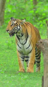Bengal tiger mother walking with her cub in the lush green forest wilderness