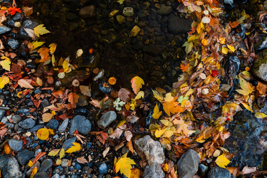 Autumn leaves floating on clear stream water