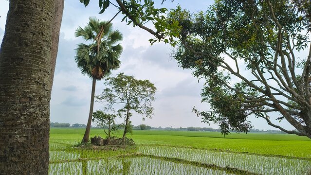 Green Rice Fields and Palmyra Palm Tree in Rural Bangladesh