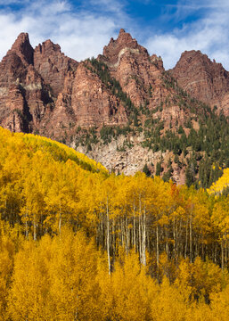 Maroon Bells mountains rising above golden aspen trees