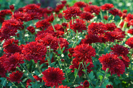 Dense blooming red double decorative chrysanthemum morifolium, flowers in garden. Bright autumn floral background with fresh blossoms, buds and green foliage. Plant breeding, gardening, cultivation