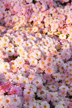 Soft pink and white garden chrysanthemum morifolium flowers blooming in autumn sunny garden. Abundant ornamental flowers, floral background, seasonal botanical decorative plants