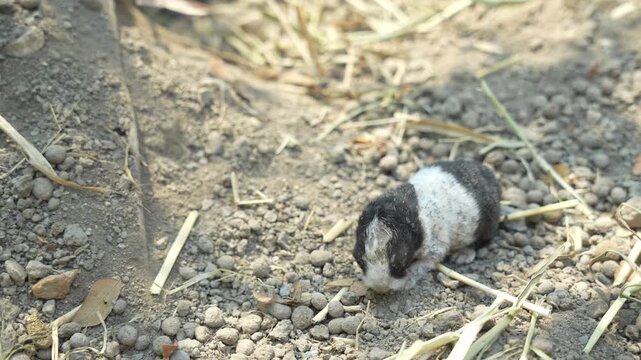 baby rabbit looks small on the ground in the middle of nature, little rabbit spends most of its time sleeping and resting so that it can grow strong and healthy.
