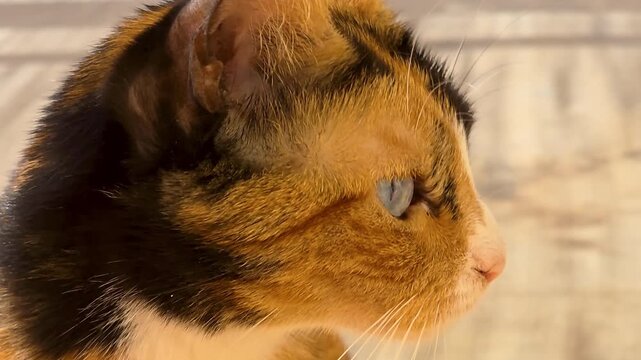 Extreme close up of a unique calico chimera cat with blue eyes looking directly into the camera in slow motion.