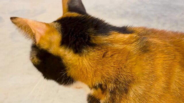 Detailed macro shot of a stunning calico chimera cat with blue eyes outdoor in slow motion.