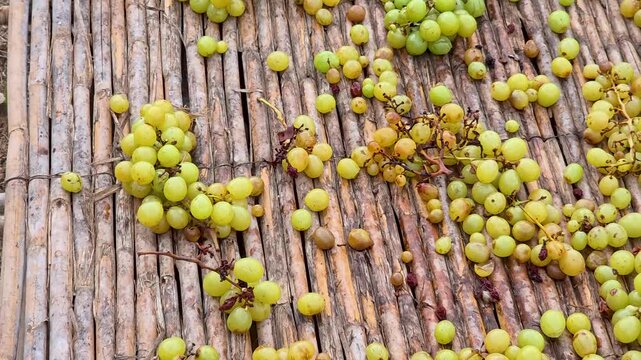 Smooth camera zoom out from close up scalding grapes to wide view of reed drying racks canyissos during traditional escalda process.