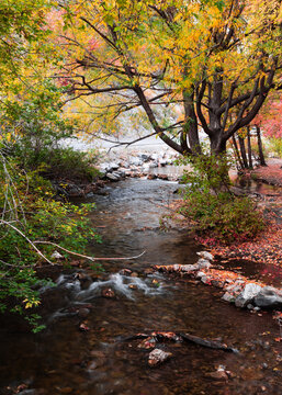 Autumn stream flowing through colorful fall foliage