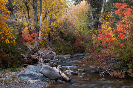 Autumn stream flowing through colorful forest in fall in Utah.