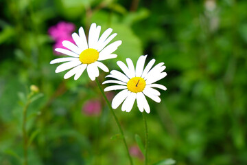 Fototapeta premium Small hoverfly resting on white daisies in a summer garden