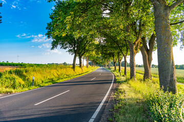 Fototapeta premium Scenic country way and spring nature. Rural road through alley. Rural way to village in countryside. Road in countryside. Country road with trees. Country road to village