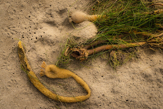 Kelp on the sand at the beach